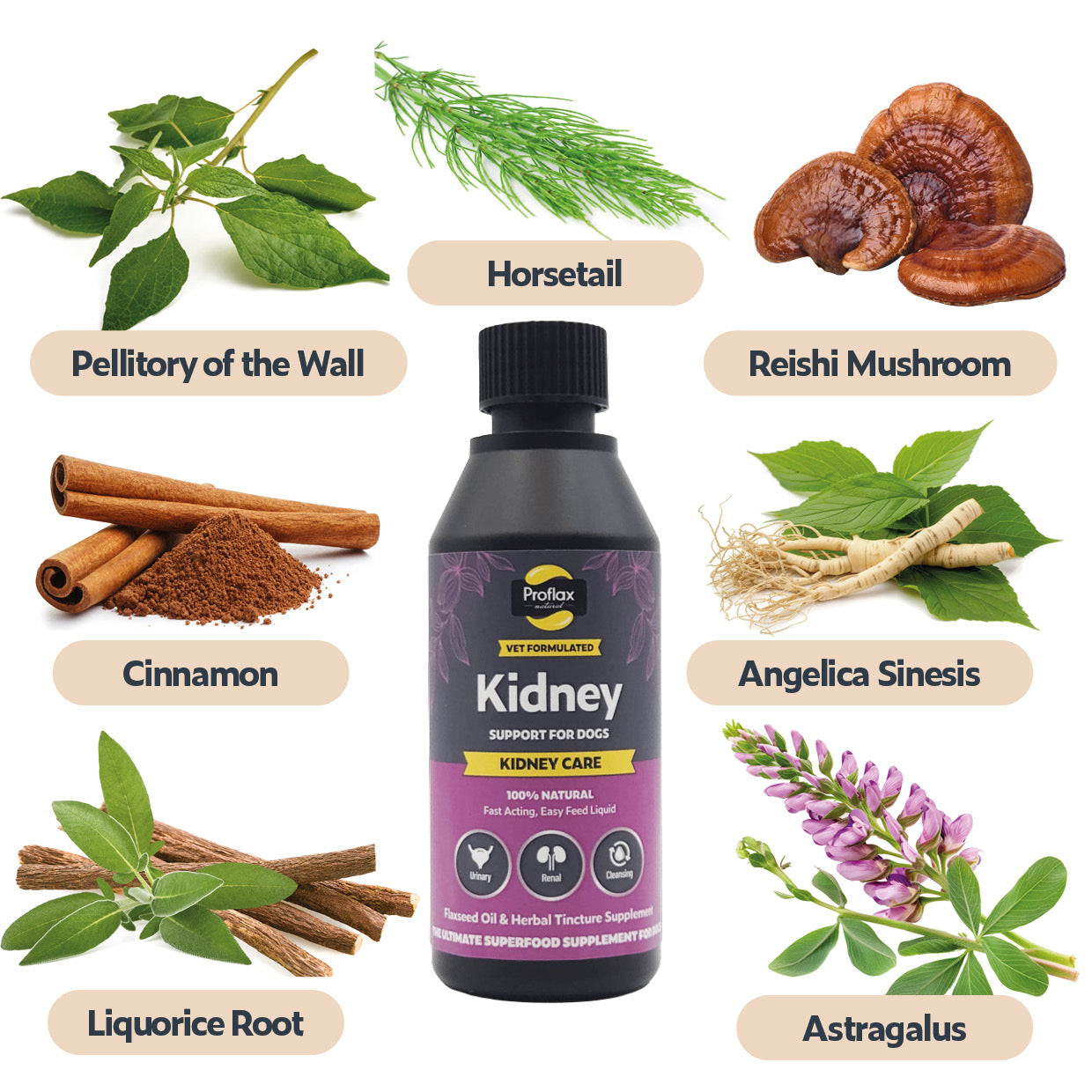 Proflax Kidney Care for Dogs | | 100% Natural Holistic Oil